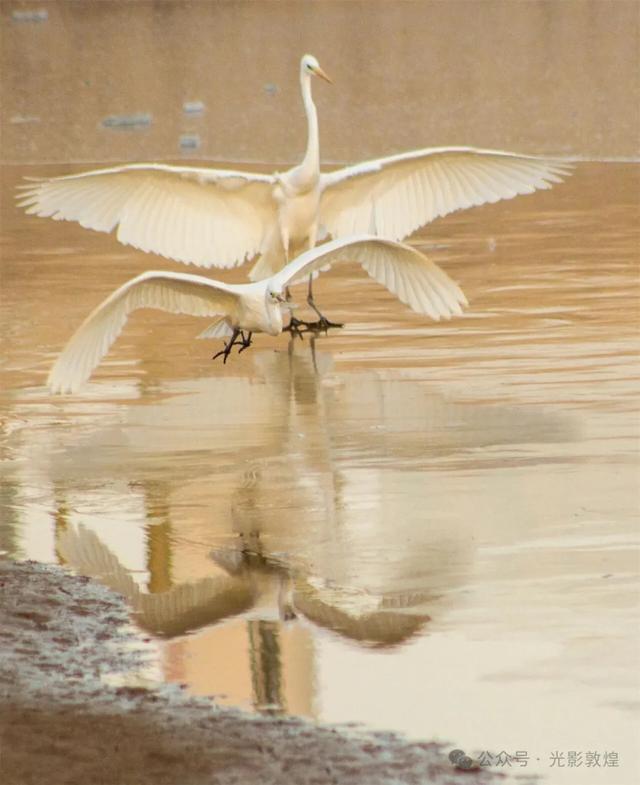 初冬，敦煌党河风情线白鹭翩跹