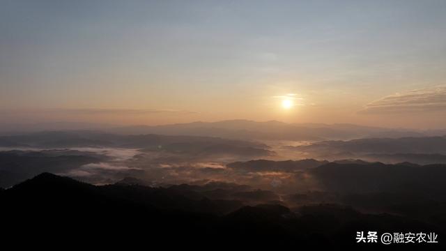 广西融安：朝霞晨雾绘山村美景