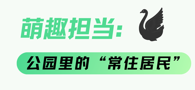 成都市中心竟藏着一个观鸟天堂？来这座公园偶遇20种留鸟！