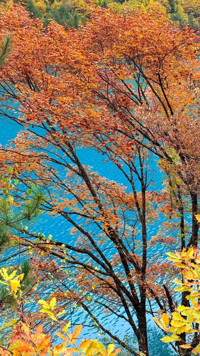 一日游暴走2.5w步，九寨沟遇见最美的秋天，色彩斑斓如童话世界！