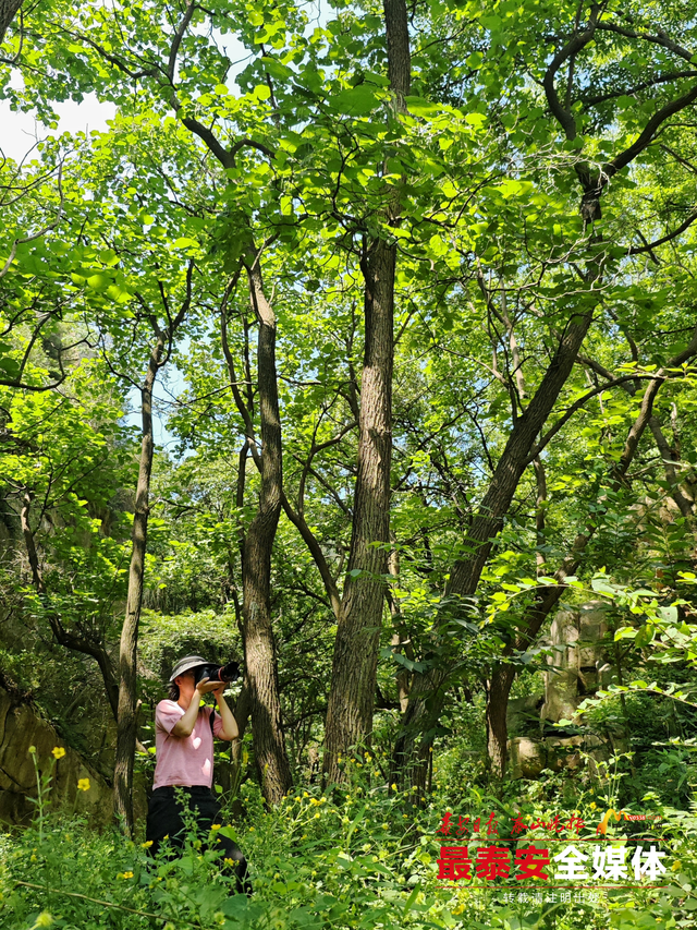 青绿泰山 清凉一夏丨夏日寻幽泰山玉泉寺，山水林间觅清凉