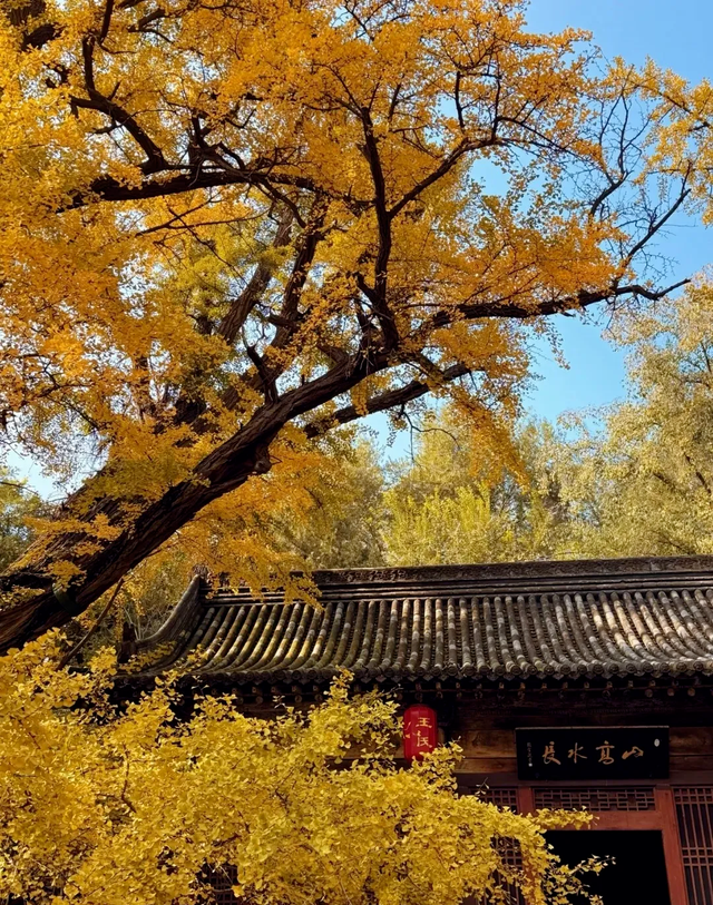 太原：银杏满枝金，枝干相依五百年，晋祠连理银杏树等你来打卡!
