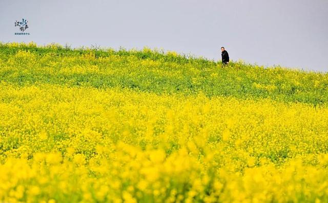 “花”样真多！襄阳宝藏赏花地公布！