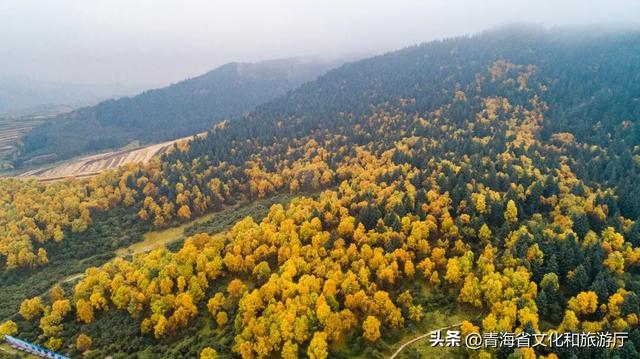 【秋日青海】假期邂逅乡趣卡阳，在云雾与秋色中共舞