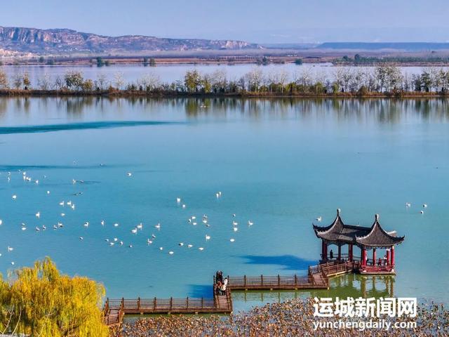 芮城：圣天湖成大天鹅越冬乐园