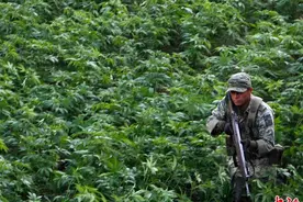 大麻二酚(CBD)的发现、研究与应用前景图片