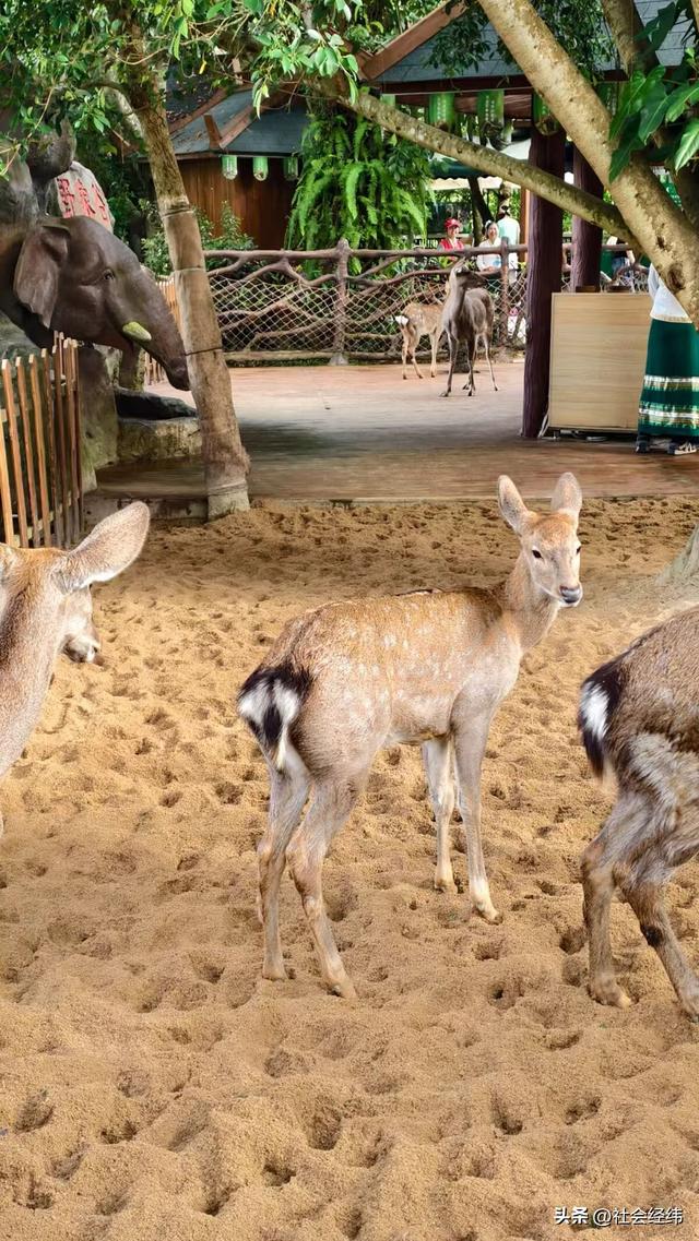 每日一景|西双版纳野象谷风景区