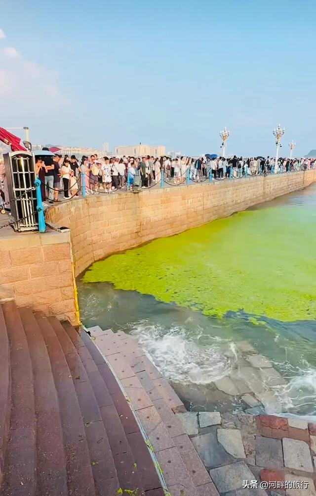 青岛大海，开始飘了浒苔