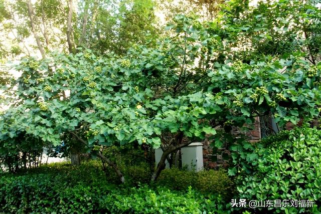 首阳山路上·骤遇老学生·及其它