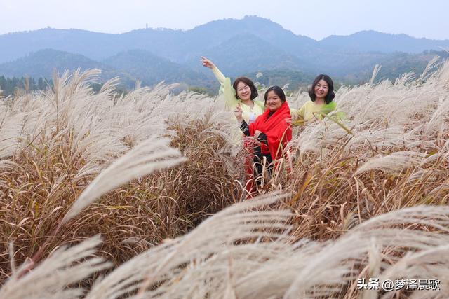 豫客纷至安陆，共赏银杏芦花绘初冬