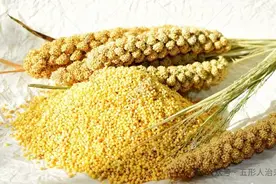 小米，味甘、性寒凉，五种重点药膳方，五形人该怎么选？图片