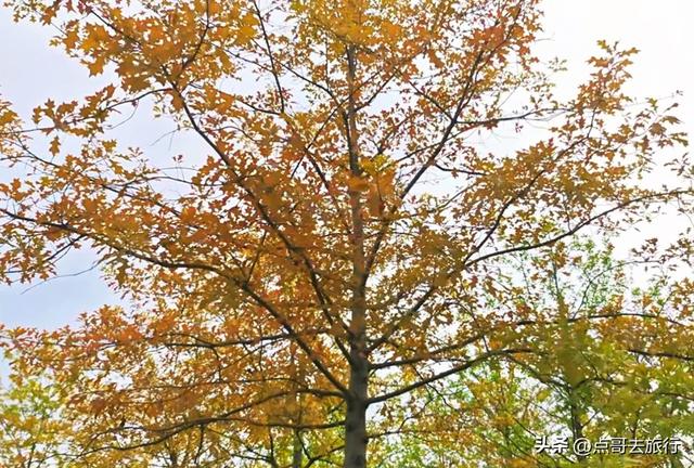 成都市区4大枫叶观赏地，彩林超惊艳，都不要门票，公交车可达！