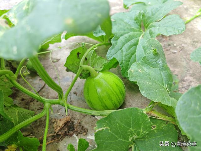 在家自制花卉肥料全攻略：从原料到使用的一站式指南