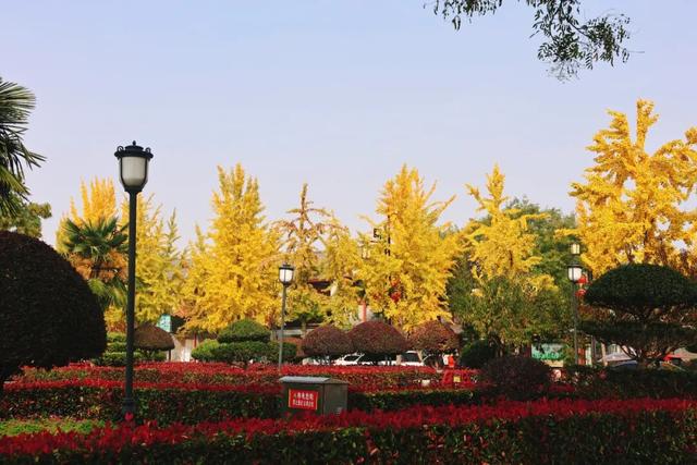 满城“金甲”醉秋风