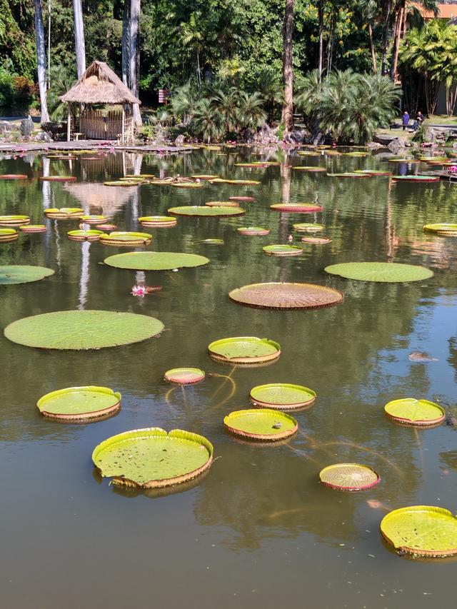 在植物园里寻找哲理