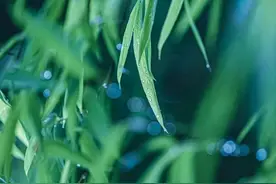 宋词中最苍凉的一场雨，淅淅沥沥一下700年，无人走出其中图片