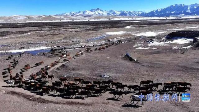 这个冬天 来张掖山丹马场看壮美静谧的冬日画卷
