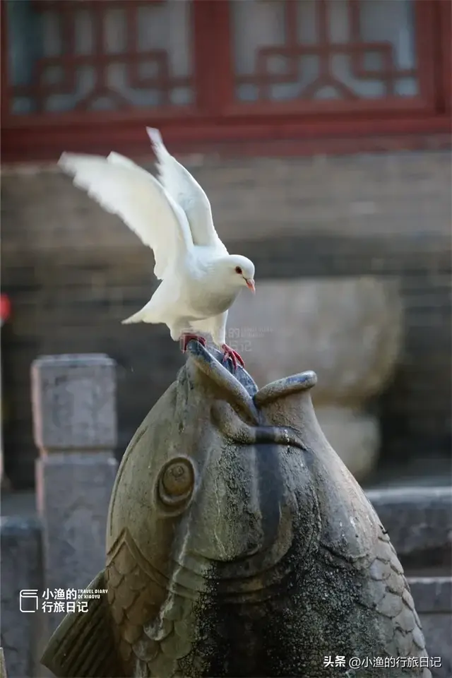 西安面积最大的免费古寺，地处闹市，幽深静谧！秋色正浓