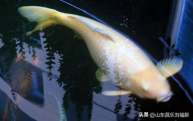 昌盛花园二期西区的冬景(下)