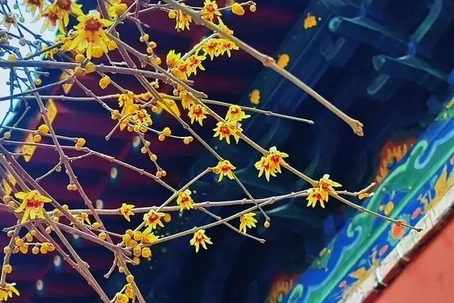 快看！从哈尔滨的冰雕里，挖出了整个真·泰安！