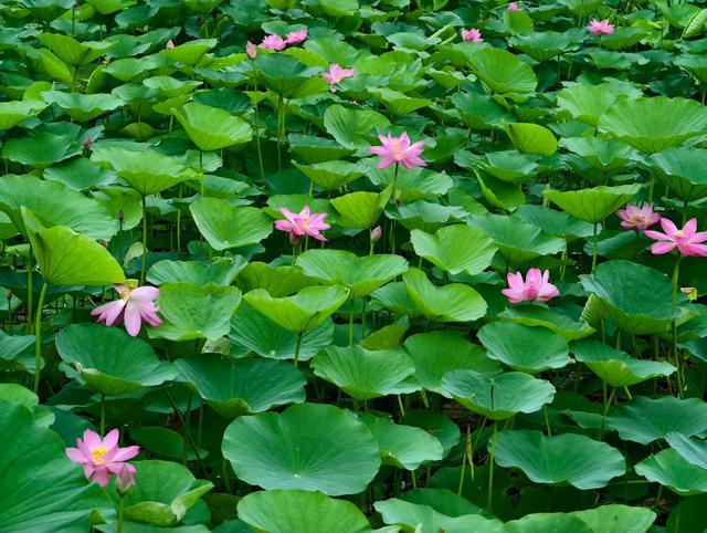 沈阳市民在家门口就可以欣赏到美丽荷花