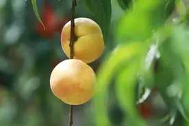 “桃”不掉啦！地产油桃已成熟，还有蟠桃、水蜜桃、黄桃……图片