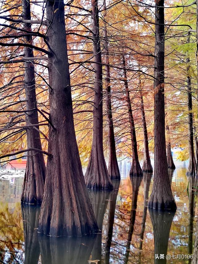 明孝陵探秘之燕雀湖邂逅落羽杉