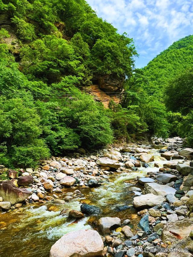 进山纳凉来黑河国家森林公园，让你逃离酷暑，一键降温！