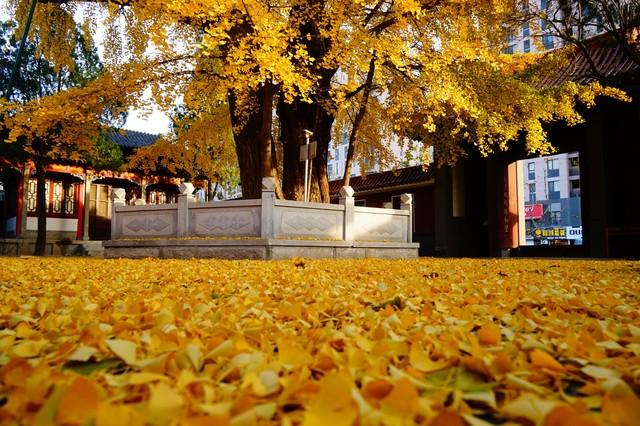 江西私藏的5处禅意秋色，在红叶黄叶间寻回内心宁静