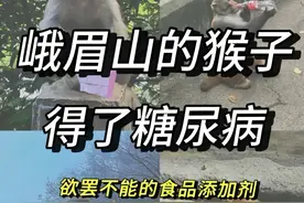 网传峨眉山猴子85%患糖尿病，官方：不可能！图片