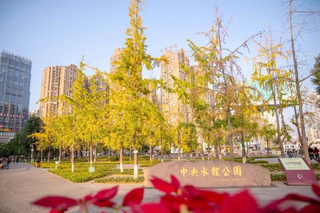 含“金”量100%！是时候来仁寿，邂逅一抹银杏黄啦~