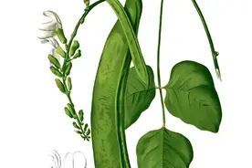 药食同源植物——刀豆图片