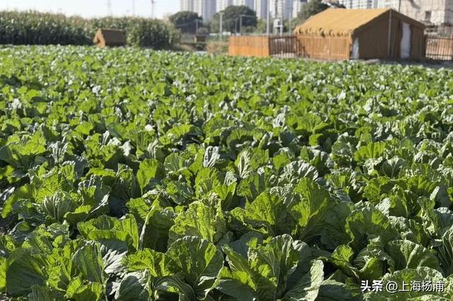 近百个街头市集，周末上复兴岛一站式“吃喝玩乐”