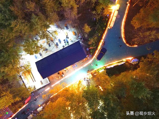 带你走进成都沐光森林，银杏的童话世界，金色的梦境