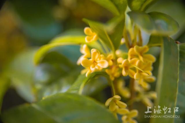 满城甜香，速赏桂花！莫要错过这迟来的秋日芬芳