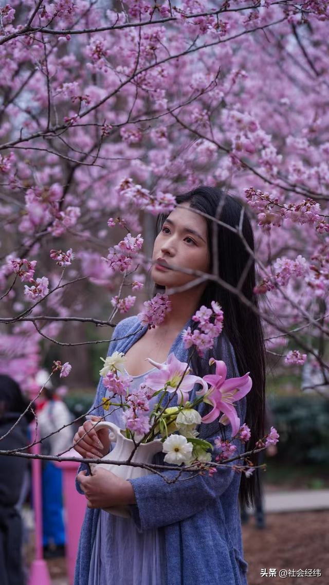 每日一景|寒意未消春意先至 南京中山植物园早樱绽放迎游人