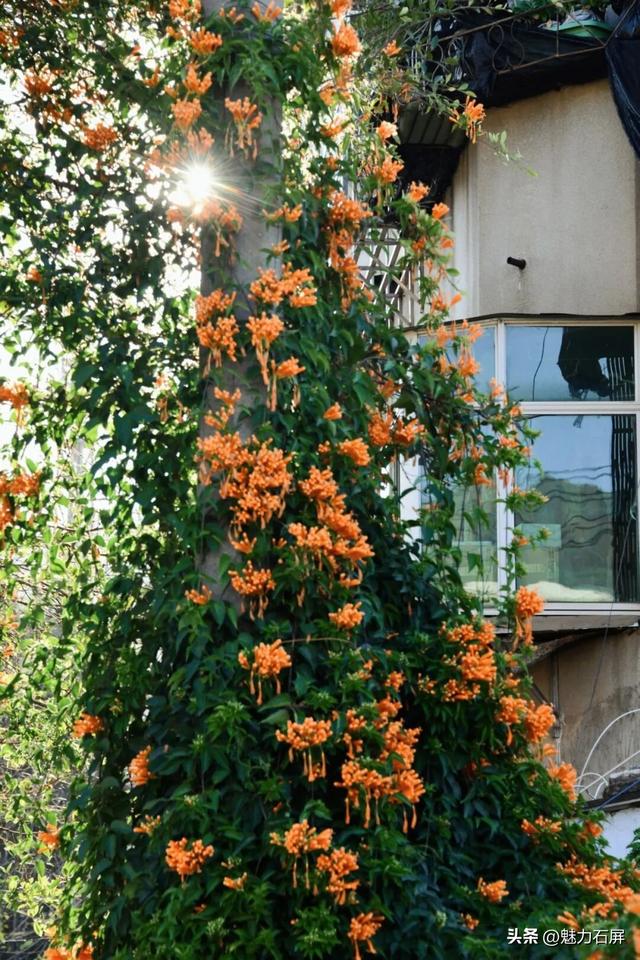 超治愈~石屏这片炮仗花海藏不住了🧡