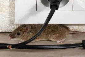 家里有老鼠的，不用担心了。用这个法子让老鼠消失图片