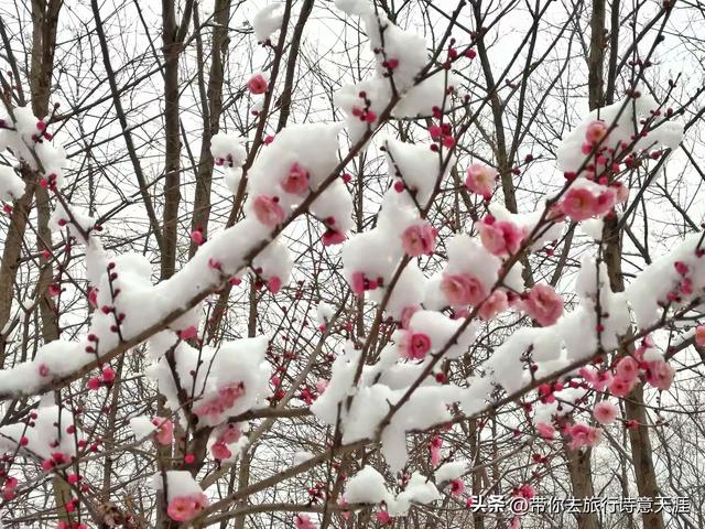 南京2026年第一场雪,梅花山、琵琶湖雪景