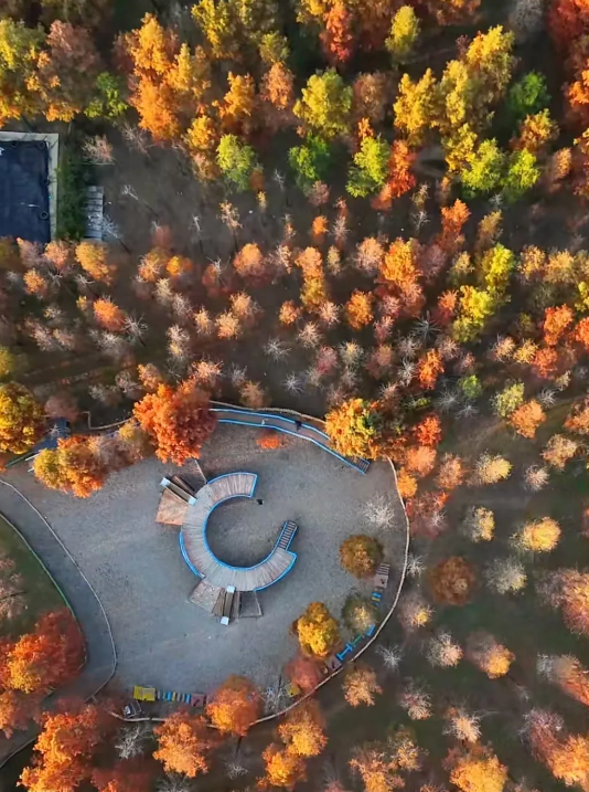 临沂「红杉」「红枫」浓度拉满，出片率100%