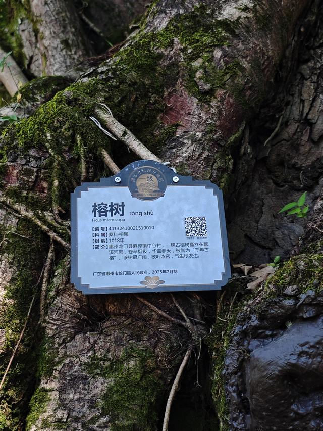 广东最美旅游公路三天环游记