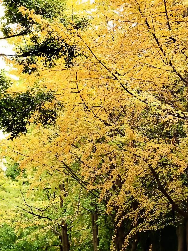 10月再见，11月你好！昆明闹市区的银杏林黄了