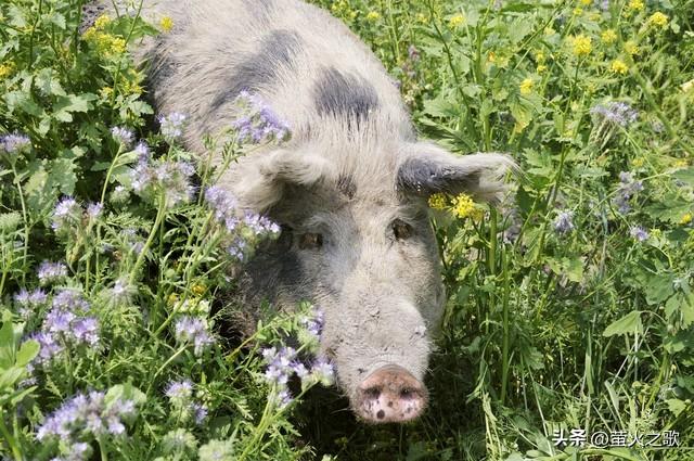 生肖猪12月2号、4号	，尤其是4号，是你人生中少见的突破窗口期