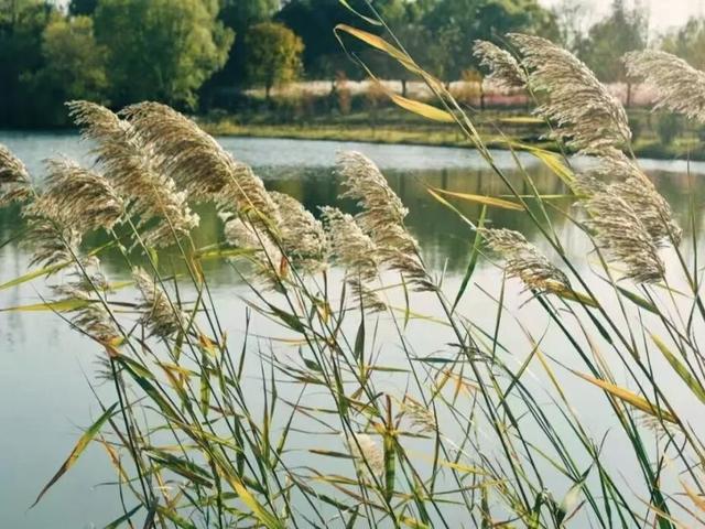 最浪漫的事，牵上“她”的手，湿地走一走