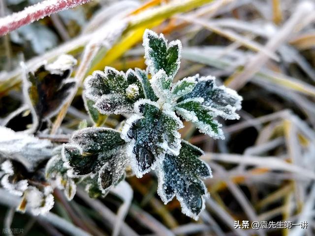 “冷不冷，就看霜降”，明日霜降，今年冬天会很冷吗？会有多冷？