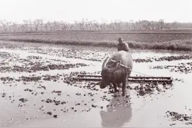 作为一个农民，我为自己感到骄傲和自豪——一位70岁农民的自述图片