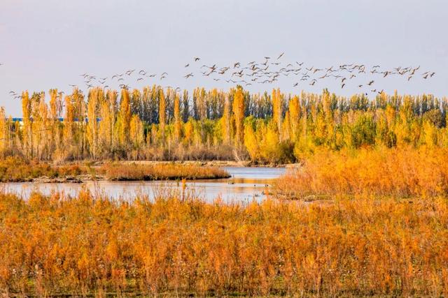 鸿雁带霜来，秋色始斑斓