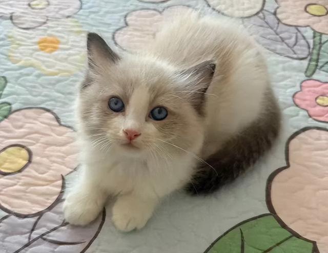 猫咪不能碰的“7种食物”，一小时内致命！主人吃它也要小心！