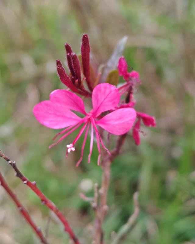 繁花似锦的秋天