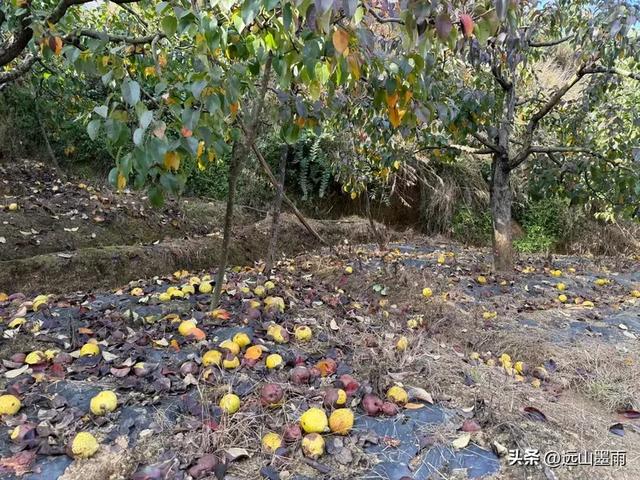 随走呈贡大学城，逛梁王湖、转小土林，感受多彩的秋冬世界，休闲